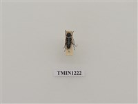 藏品(琉璃閃星天牛)的圖片